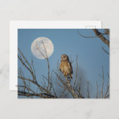 シャワンクングン草原の短い耳のフクロウ ポストカード (正面/裏面)
