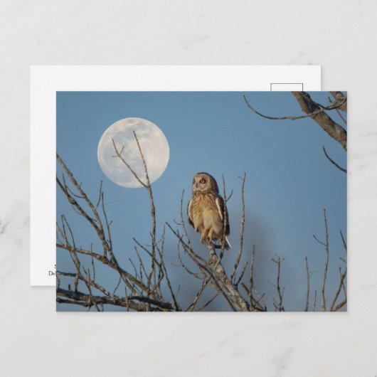 シャワンクングン草原の短い耳のフクロウ ポストカード (正面/裏面)