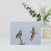 シャワンクングン草原の短い耳のフクロウ ポストカード (スタンド正面)