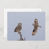 シャワンクングン草原の短い耳のフクロウ ポストカード (正面/裏面)