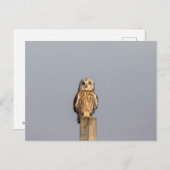 シャワンクングン草原の短い耳のフクロウ ポストカード (正面/裏面)