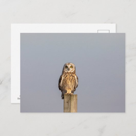 シャワンクングン草原の短い耳のフクロウ ポストカード (正面/裏面)