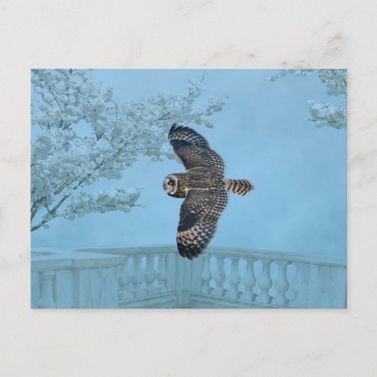 シャワンクングン草原の短い耳のフクロウ ポストカード (正面)