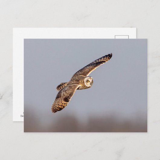 シャワンクングン草原の短い耳のフクロウ ポストカード (正面/裏面)