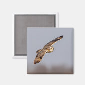 シャワンクングン草原の短い耳のフクロウ マグネット (正面/裏面)