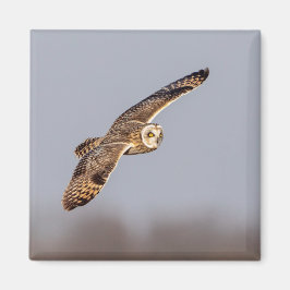 シャワンクングン草原の短い耳のフクロウ マグネット