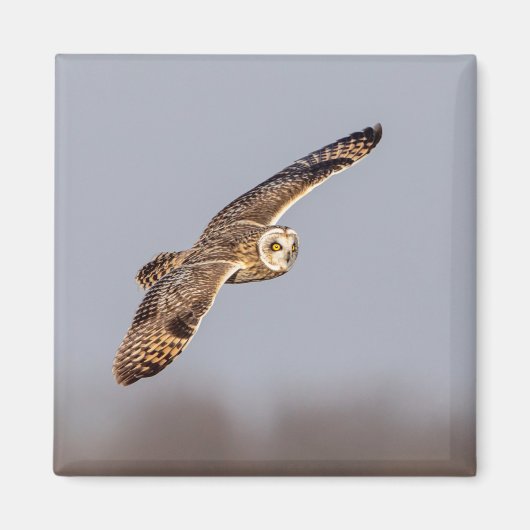 シャワンクングン草原の短い耳のフクロウ マグネット (正面)