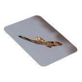 シャワンクングン草原の短い耳のフクロウ マグネット (右側)