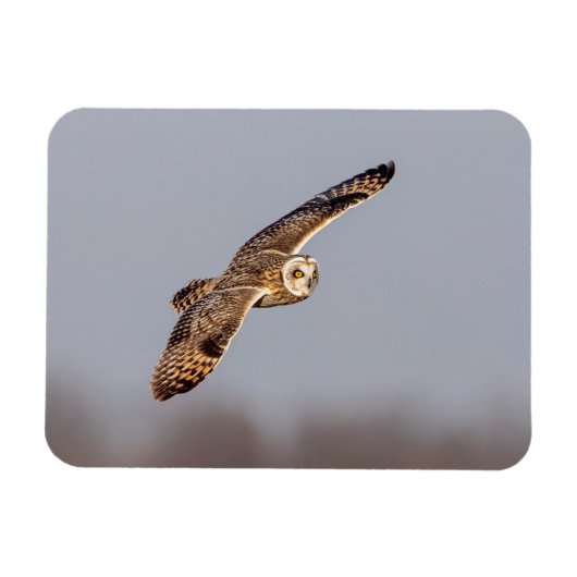 シャワンクングン草原の短い耳のフクロウ マグネット (横)