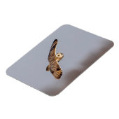 シャワンクングン草原の短い耳のフクロウ マグネット (左側)