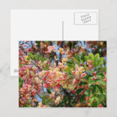 シャワーツリー ポストカード (正面/裏面)