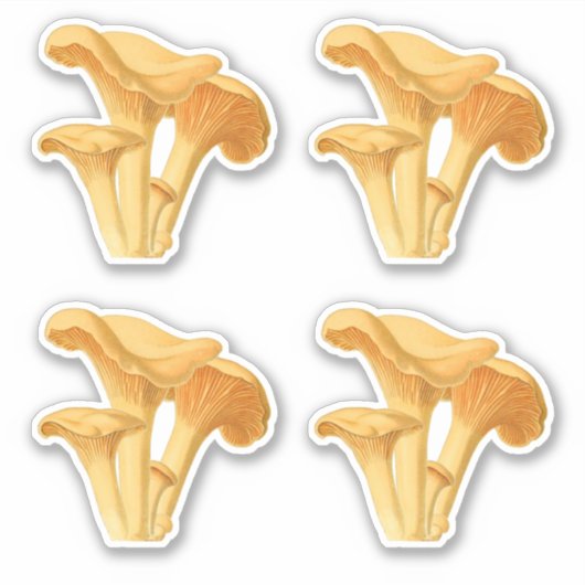 シャントレキノコヴィンテージ植物図 シール (正面)