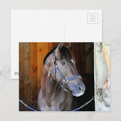 シャンパンステークス優勝馬 "Daredevil" ポストカード (正面/裏面)