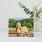 シャンパンホース ポストカード (スタンド正面)