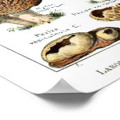 シャンピニョン – キノコのコレクション ポスター (角)