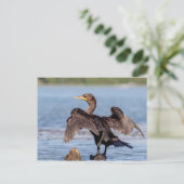 シャンプレーン湖で二重の紋付き鵜 ポストカード (スタンド正面)
