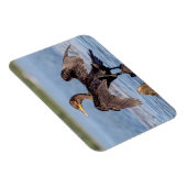 シャンプレーン湖で二重の紋付き鵜 マグネット (右側)