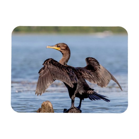 シャンプレーン湖で二重の紋付き鵜 マグネット (横)