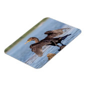 シャンプレーン湖で二重の紋付き鵜 マグネット (左側)