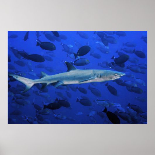 シャークとシュルゲンフィッシュ ポスター (正面)