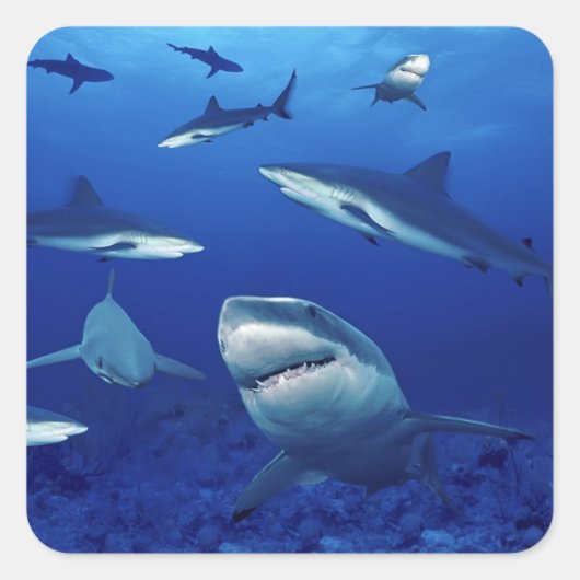 シャークのシール スクエアシール (正面)