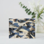 シャークの歯はがき ポストカード (スタンド正面)