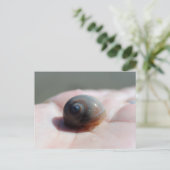 シャークアイカタツムリ葉書ポストクロッシング ポストカード (スタンド正面)