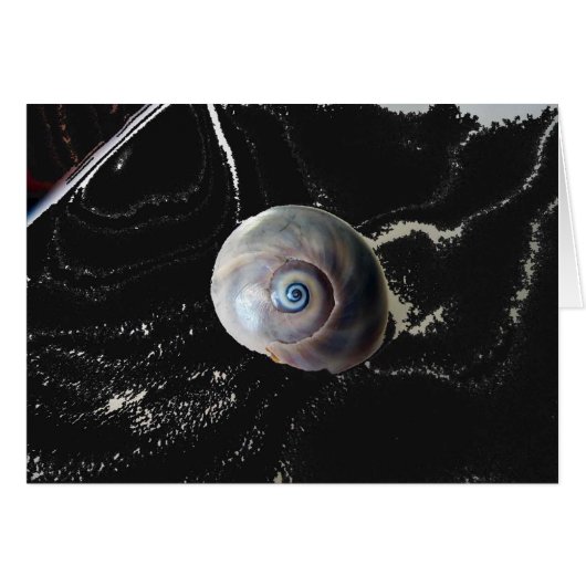 シャークアイ2 (正面横)