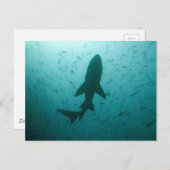 シャークシルエット ポストカード (正面/裏面)