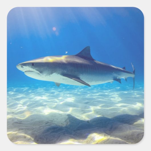 シャークスイミングブルー海水 スクエアシール (正面)