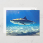 シャークスイミングブルー海水 ポストカード (正面/裏面)