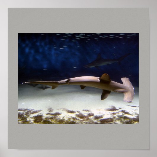 シャークフィッシュ泳ぐグレー男ギャル・デスティニー ポスター (正面)