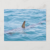 シャークフィン（水から） ポストカード (正面)