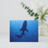 シャーク攻撃はがき ポストカード (スタンド正面)