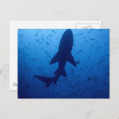 シャーク攻撃はがき ポストカード (正面/裏面)