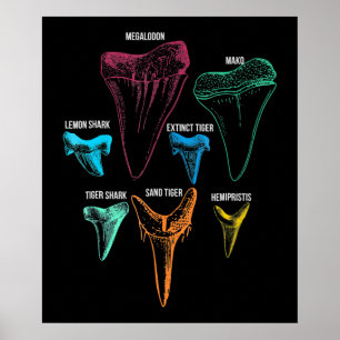 シャーク歯狩り識別鍵 ポスター