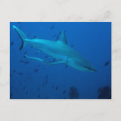 シャーク水中写真はがき ポストカード (正面)