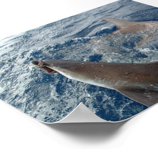 シャーク ポスター (角)