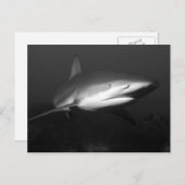 シャーク ポストカード (正面/裏面)