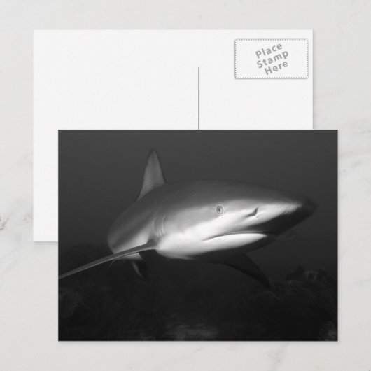 シャーク ポストカード (正面/裏面)