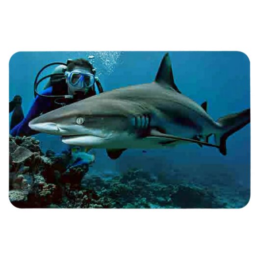 シャーク マグネット (横)