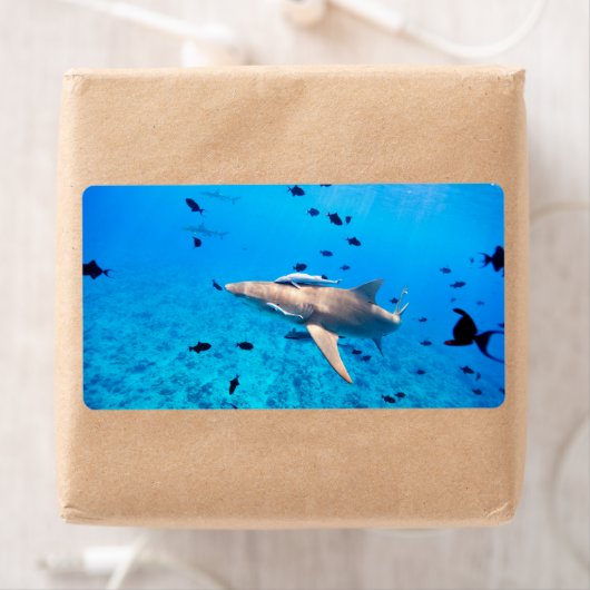 シャーク ラベル (インサイチュ)