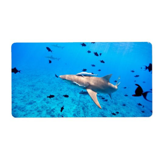 シャーク ラベル (正面)