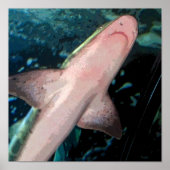 シャークCB ポスター (正面)