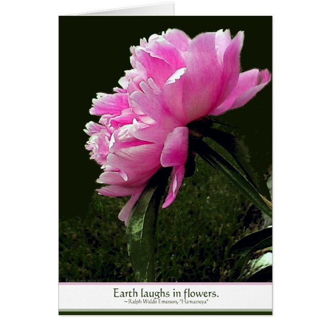 シャーベットのシャクヤクカード (正面)