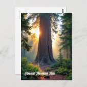シャーマンツリー将軍 – カリフォルニア ポストカード (正面/裏面)