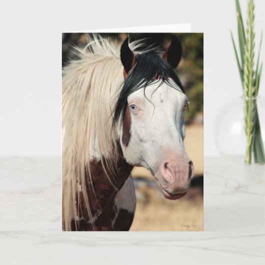 シャーマンワイルドカードサンキューカード サンキューカード (正面)