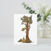 シャーマン将軍の木 ポストカード (スタンド正面)