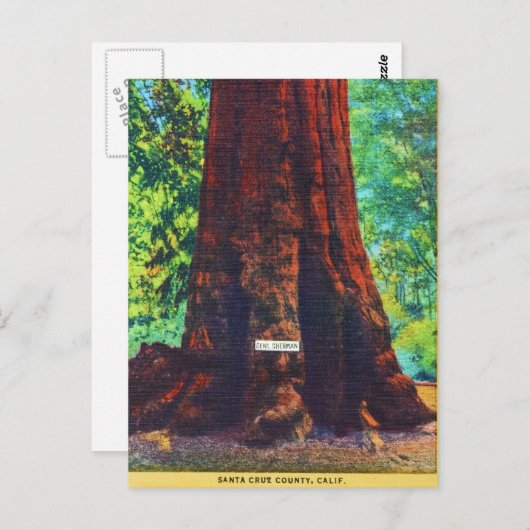 「シャーマン将軍」5000歳、ビッグツリーズパーク ポストカード (正面/裏面)