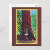 「シャーマン将軍」5000歳、ビッグツリーズパーク ポストカード (正面/裏面)